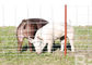 4 Gauge Welded Hog Wire Mesh Panels 16' X 34" Panel For Livestock Fencing