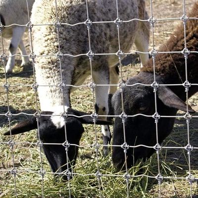 1.8m Height Goat Farm Wire Mesh Fence Hot Dipped Galvanized Anti Corrosion